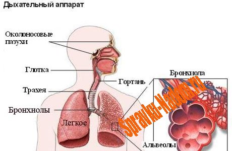 куыпираторная система